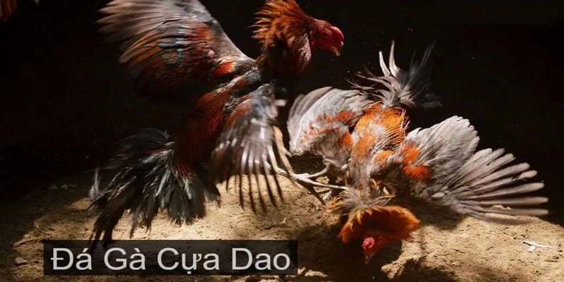 Đá gà cựa dao có nghĩa là gì?